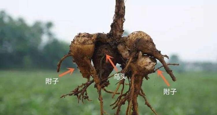 附子SEO：提升网站排名的策略与操作指南