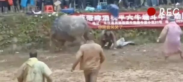斗牛SEO：提升网站排名的实战策略