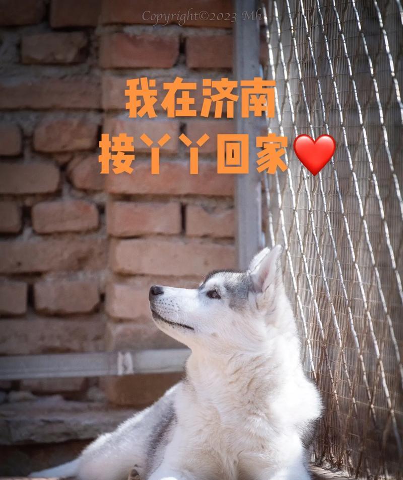 抖音丫丫的歌曲有哪些？如何下载丫丫的热门歌曲？